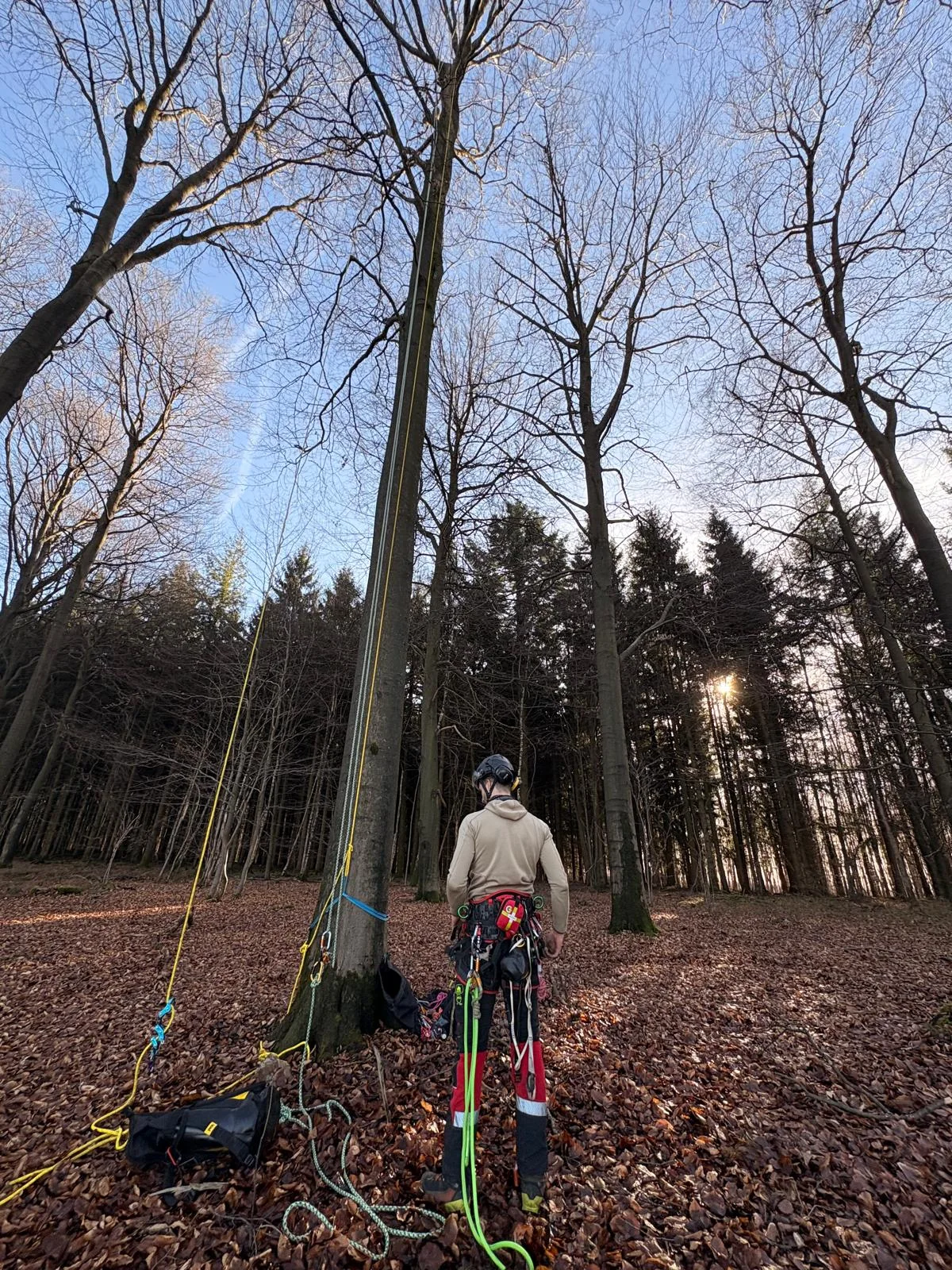 Préparation d’un chantier arboré