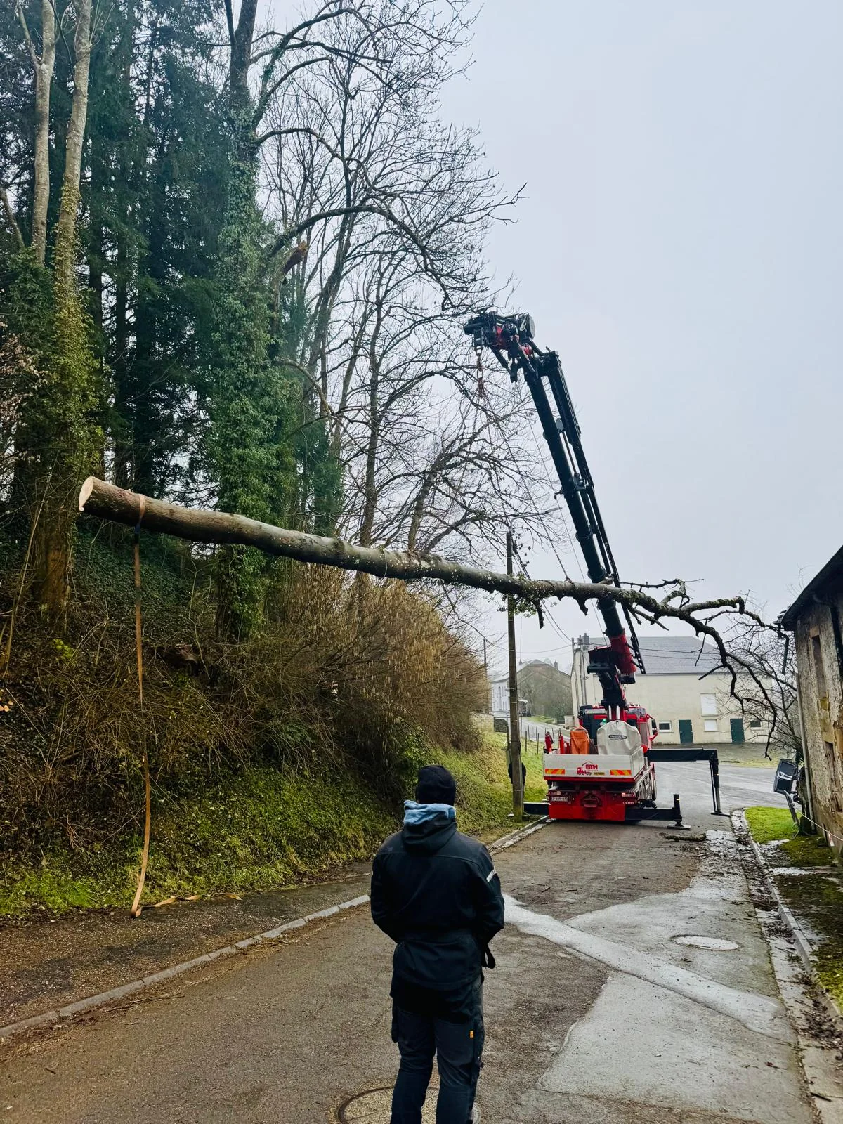 Intervention pluridisciplinaire avec grue sur un arbre