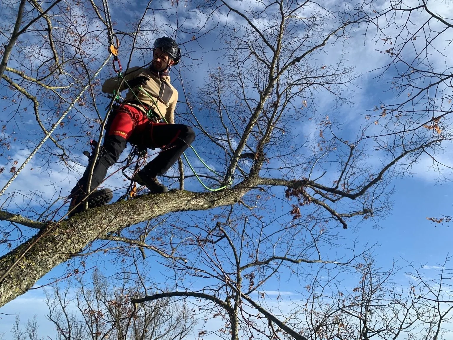 Élagueur Haute Cime dans la couronne d’un arbre